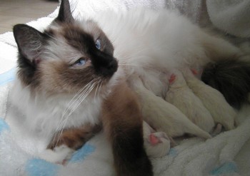 Holly et ses chatons - 1 jour - Chatterie Ragdolls du Val de Beauvoir